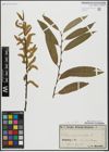 Foto von Salix alba L. x Salix fragilis L.